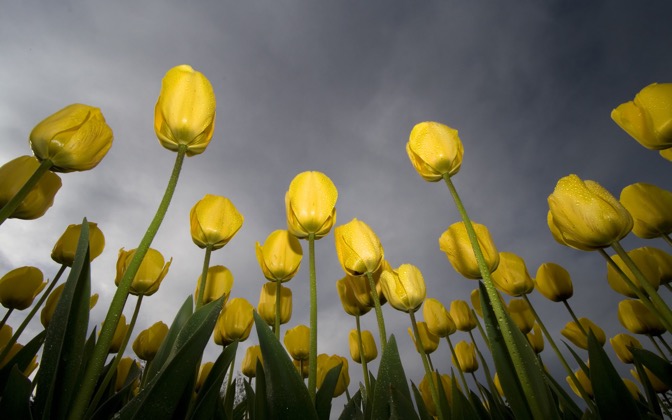 High-resolution desktop wallpaper Low-Angle Tulips by Lyle Krannichfeld