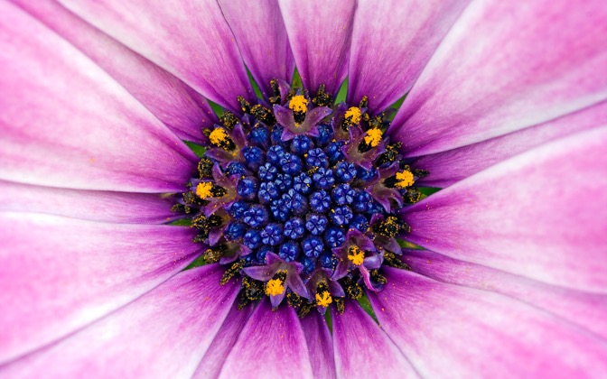 High-resolution desktop wallpaper Flower 29 by Mike Swanson