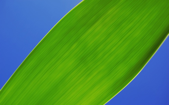 High-resolution desktop wallpaper Green Leaf by Fiep