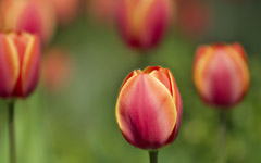 High-resolution desktop wallpaper Tulips by Zygfryd Homonto
