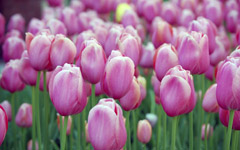 High-resolution desktop wallpaper Pink Blossom Tulips by Eddie Cohen