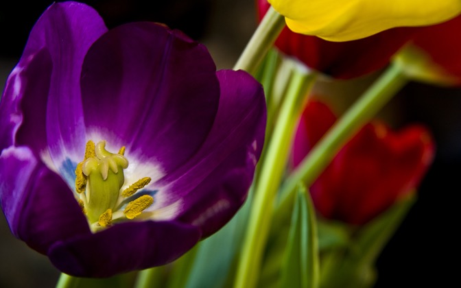 High-resolution desktop wallpaper A Tulip's Voice by Natalie Parker