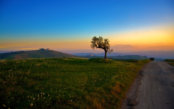 High-resolution desktop wallpaper Tree and the Sunset by Giovanni Di Gregorio