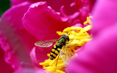 High-resolution desktop wallpaper Syrphid Fly by Niels Strating