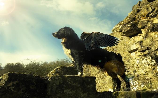 High-resolution desktop wallpaper Withus Flying Dog by flyingwombat007