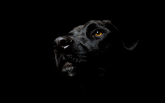 High-resolution desktop wallpaper Noir-esque Dog by Canada