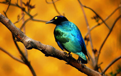 High-resolution desktop wallpaper Blue Bird by forthcoming