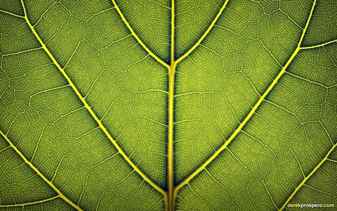 High-resolution desktop wallpaper Loose Leaf by DerekProspero