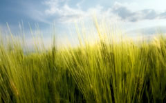 High-resolution desktop wallpaper Spring wheat by Alexander Kirichev