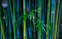 High-resolution desktop wallpaper Bamboo by hiphoper