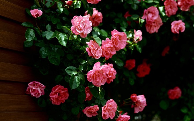 High-resolution desktop wallpaper Roses by altmann