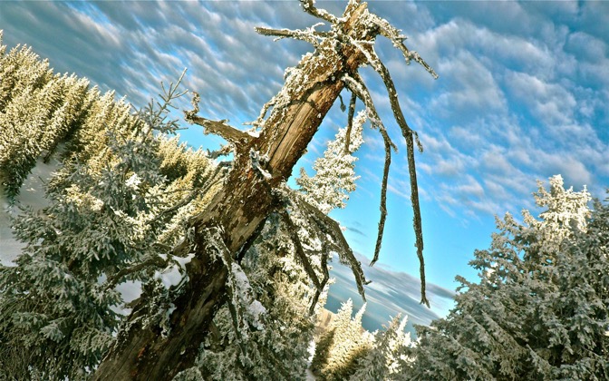 High-resolution desktop wallpaper Tree in Snow by Juggle