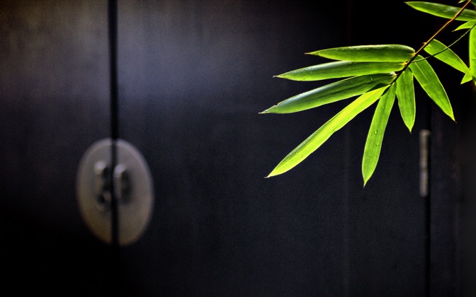 High-resolution desktop wallpaper Bamboo by Q.D