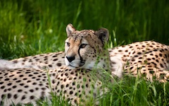 High-resolution desktop wallpaper Cheetah Beauty by FotoFelix