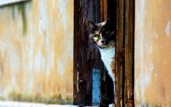High-resolution desktop wallpaper Venetian Cat by saturos