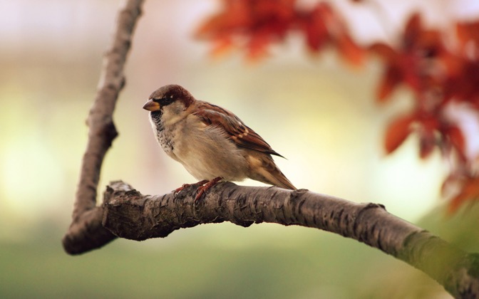 High-resolution desktop wallpaper Sparrow Resting by PerfectHue