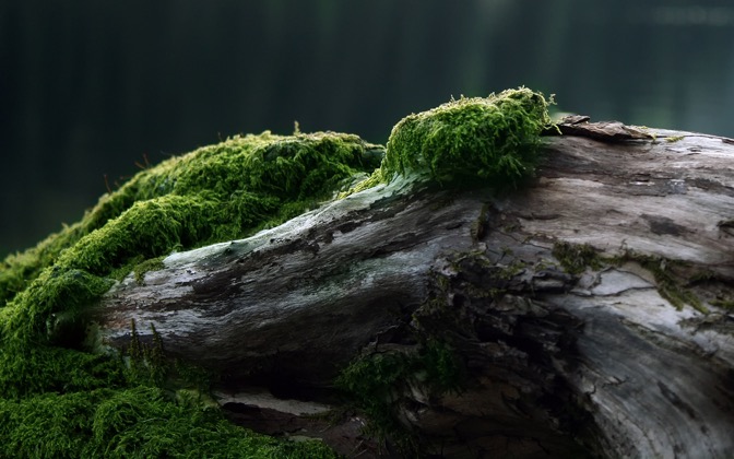 High-resolution desktop wallpaper Moss by tommyhev