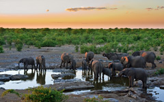 High-resolution desktop wallpaper Sunset with Elephants by Leon_J