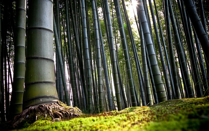 High-resolution desktop wallpaper Bamboo by Philippe Clairo