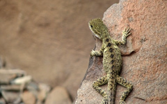 High-resolution desktop wallpaper Lizard by datditkan