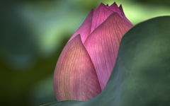 High-resolution desktop wallpaper Lotus Flower by FinalSortie