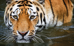 High-resolution desktop wallpaper Bathing Tiger by uburoi