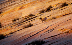 High-resolution desktop wallpaper Desert Bighorn by Philippe Clairo