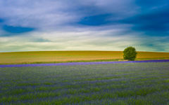 High-resolution desktop wallpaper Hitchin Lavender by kenchie