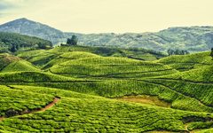 High-resolution desktop wallpaper Tea Plantations in Kerala - India by Bharath Wootla