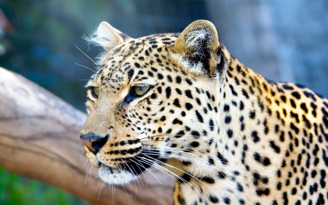 High-resolution desktop wallpaper Leopard Stare by mrbreaker