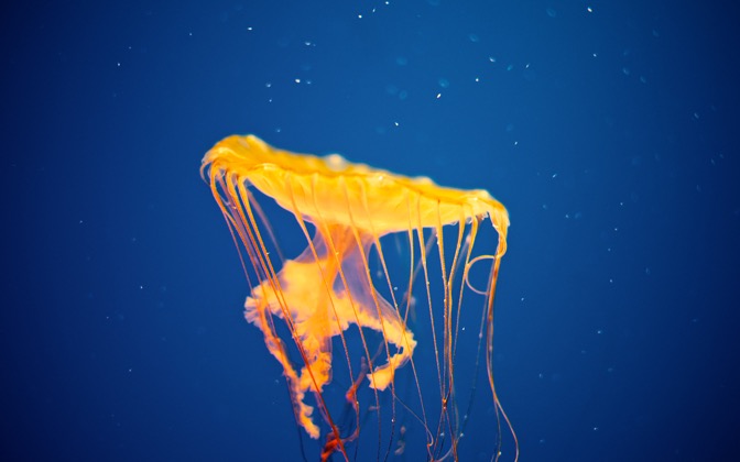 High-resolution desktop wallpaper Jellyfish Invasion by RJFos