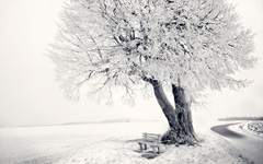 High-resolution desktop wallpaper Frozen Tree by fotografieloft