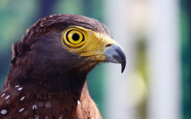 High-resolution desktop wallpaper Eagle's Stare by cookzkie
