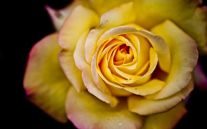 High-resolution desktop wallpaper Yellow Rose by Marc LECOCQ