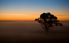 High-resolution desktop wallpaper Tree in the Mist by Sean Hanlon