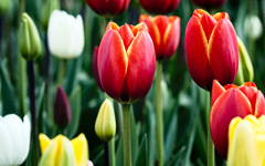 High-resolution desktop wallpaper Tulips by DiscoV8