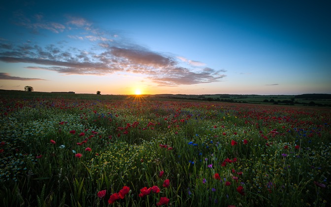High-resolution desktop wallpaper Sunrise over the Poppy Field by kenchie