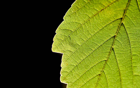 High-resolution desktop wallpaper Leaf Life by kopfwiesieb