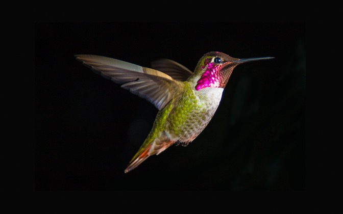 High-resolution desktop wallpaper Humming Bird in Flight by anthonyhayward89