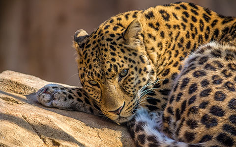 High-resolution desktop wallpaper Leopard by UAEmirates