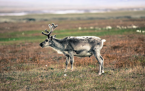 High-resolution desktop wallpaper Svalbard reindeer by areworb
