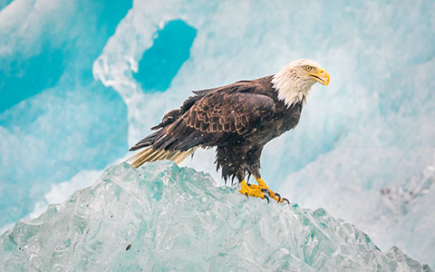 High-resolution desktop wallpaper Eagle on Iceberg - Alaska by anthonyhayward89
