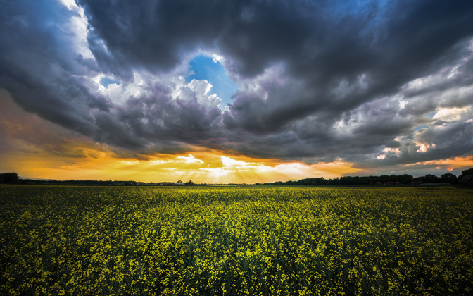 High-resolution desktop wallpaper Where the Yellow Fields are Swaying by Lowe Rehnberg
