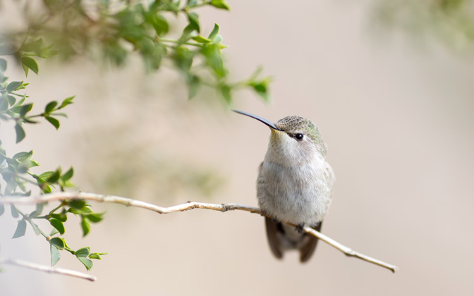 High-resolution desktop wallpaper Posing Hummingbird by John