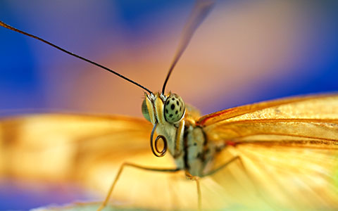 High-resolution desktop wallpaper Butterfly by Niels Strating