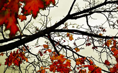 High-resolution desktop wallpaper Colours of Fall by satbir