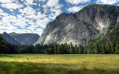 Yosemite Meadows wallpaper