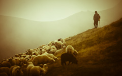 Shepherd in Romania wallpaper